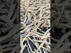 Platycodon grandiflorus