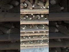 Morchella esculenta (L.) Pers.