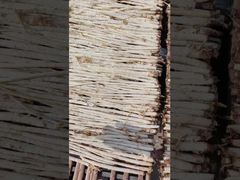 Natural Cultivation Adenophora Root China Herbs Adenophora Stricta Miq