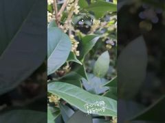 See Why Choose Natural Flower Tea Dried Osmanthus Flower Organic Osmanthus Tea Gui Hua Cha